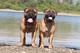 BULLMASTIFF 095